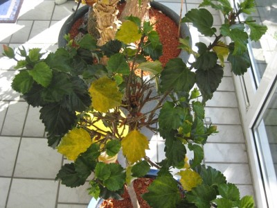 k-Hibiskus-Hochstamm 002.jpg