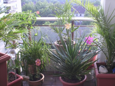 PICT0027.JPG