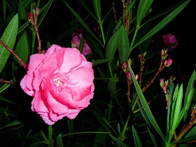 2009-08-03 005klein.jpg