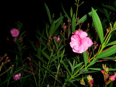 2009-08-03 006klein.jpg