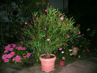 2009-08-03 014klein.jpg