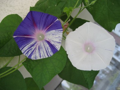 IMG_8226.JPG