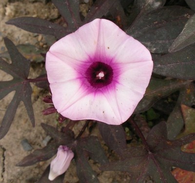 SANY0111.JPG