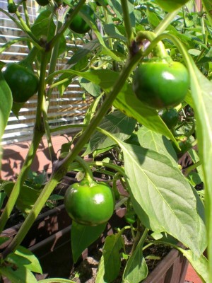 28072009-Cherry Bomb.JPG