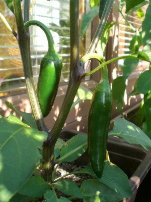 28072009-Jalapeno.JPG