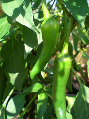 28072009-Cayenne.JPG