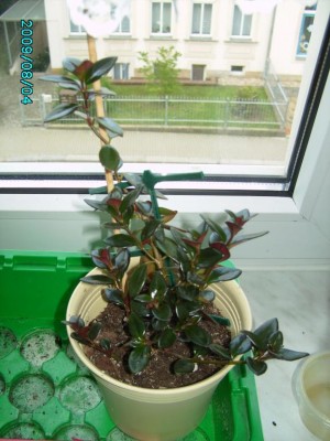 PICT0570.JPG