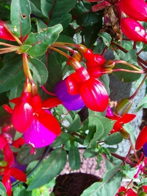 Fuchsie-rot-lila.JPG