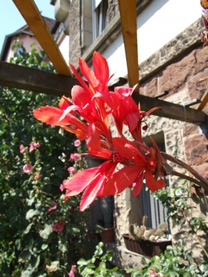 DSCF4150.JPG
