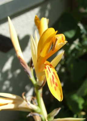 DSCF4147.JPG
