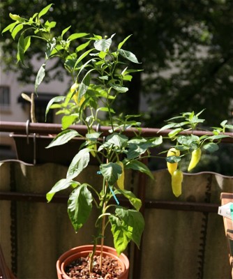 chili 030809.jpg