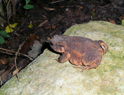 2009-08-03 028klein.jpg