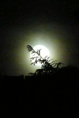 2009-08-03 023klein2.jpg