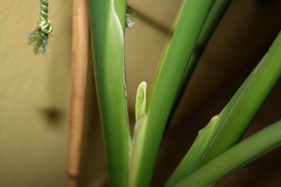 Blatt-Bluete.JPG