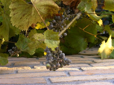 weinAug09 012.JPG