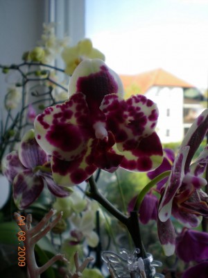 DSCN52610001.JPG