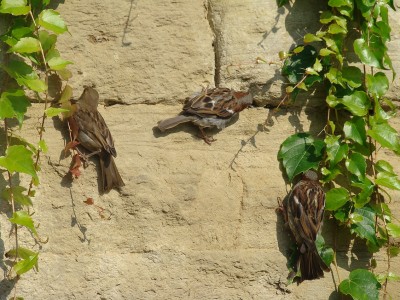 04.08.2009 mauerspatzen.jpg
