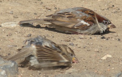 04.08.2009 trockenbad00.jpg