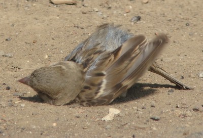 04.08.2009 3 trockenbad  .jpg