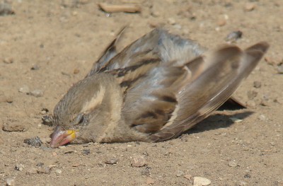 04.08.2009 2 trockenbad.jpg