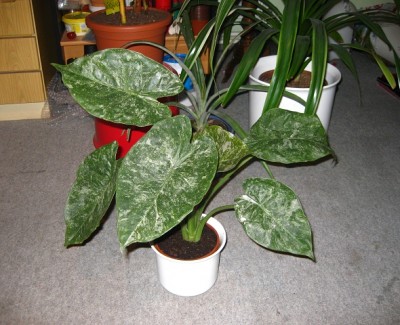 alocasia.jpg