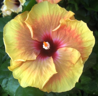 Tahitian Amber.JPG