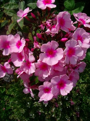 Phlox-Bright-Eyes-1.JPG