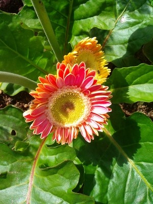 Gerbera-2.JPG