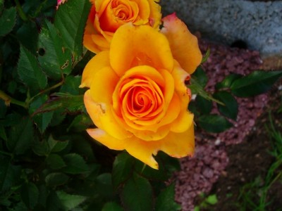 Rose-orange.JPG