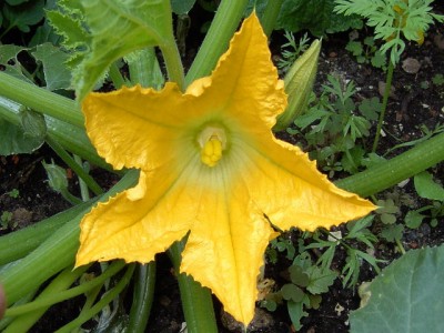 Zucchini - Blüte 27.05.07.JPG