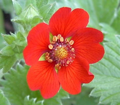 Fingerkraut - Potentilla atrosanguinea.JPG