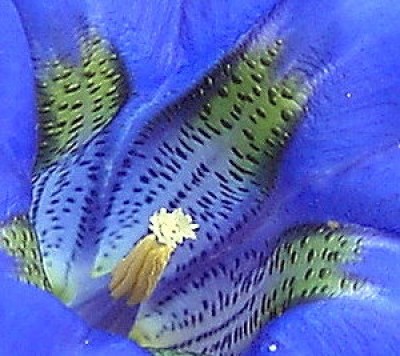 Enzianblüte 14.04.07.JPG