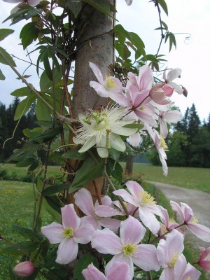 clematis montana.JPG