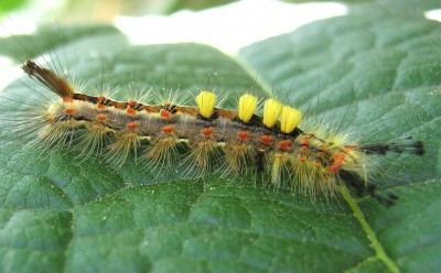 04.08.2009 so süß.jpg