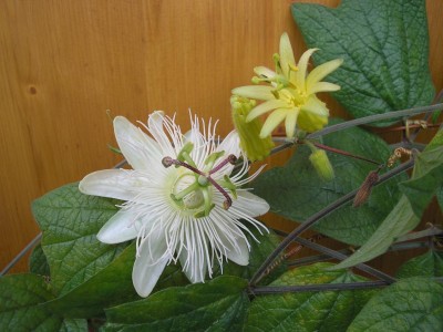 CITRINA.JPG