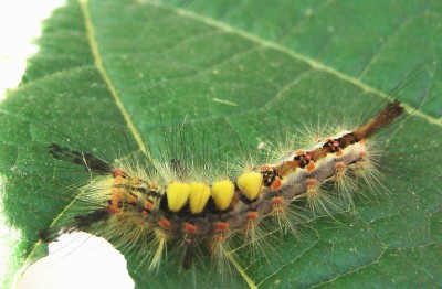 04.08.2009 ist sie nicht wunderschön.jpg