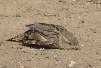 04.08.2009 trockenbad06.jpg