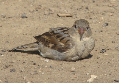 04.08.2009 trockenbad01.jpg