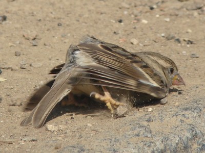 04.08.2009 trockenbad 04.jpg