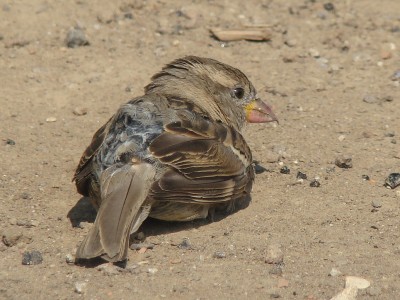 04.08.2009 trockenbad 02.jpg