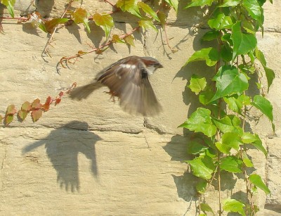 04.08.2009 mauerspatzen2.jpg