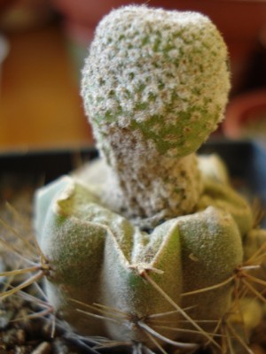 Yavia cryptocarpa.jpg