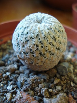 Solisia pectinata P663, Puebla.jpg