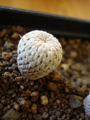 Pelecyphora pseudopectinata Los Pinos.jpg