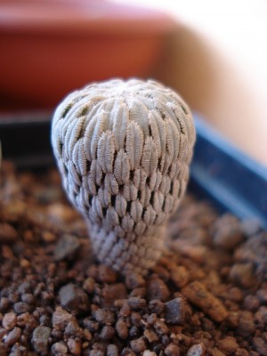Pelecyphora aselliformis.jpg
