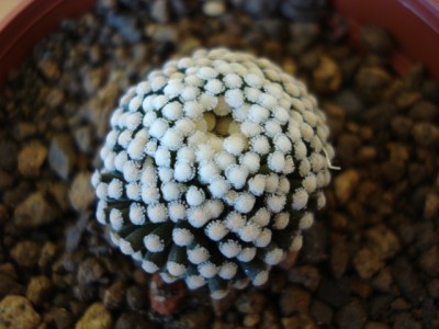 Mammillaria luethyi.jpg
