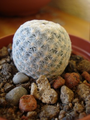 Mammillaria egregia SB30.jpg