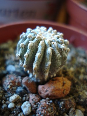 Geohintonia mexicana.jpg