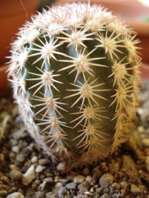Echinocereus ctenoides.jpg