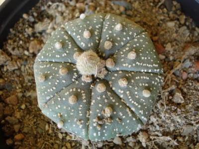 Astrophytum asterias.jpg